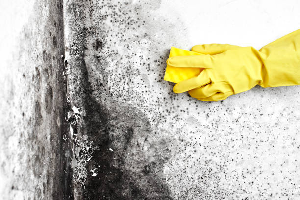Best Basement Mold Remediation in Medford, MA