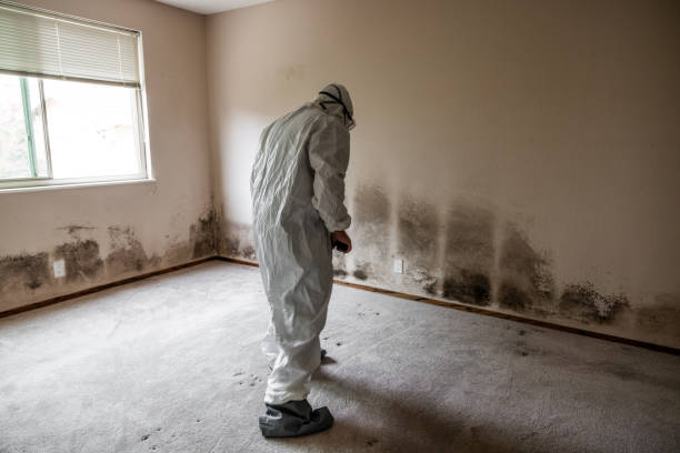 Best Localized Mold Remediation (e.g., coastal areas, humid climates) in Medford, MA