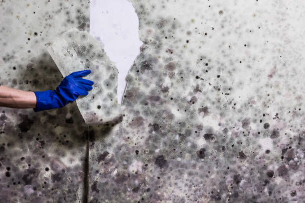 Trusted Medford, MA Mold Remediation Experts
